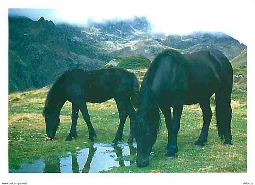 Carte postale animaux - -,