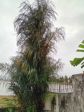 Astrocaryum Vulgare 5 graines