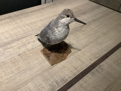 Taxidermie oiseaux - taxidermie,