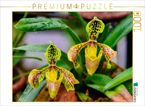 Puzzle calvendo paphiopedilum - puzzle,