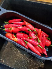 20 Graines de Piment Jalapeno