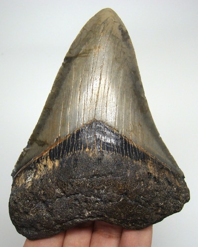 Megalodon shark tooth real - shark,