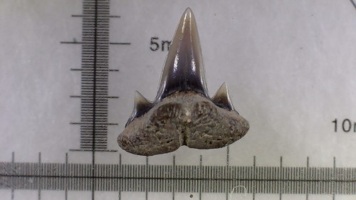 Shark tooth dent - dent,