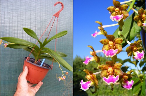 Aerides flabellata orchidée - aerides,
