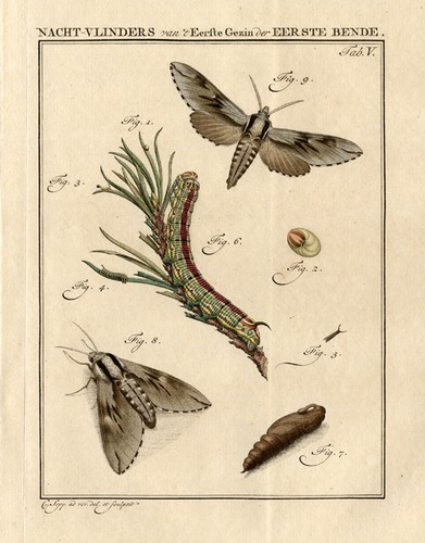 Antique print pine hawk - antique,