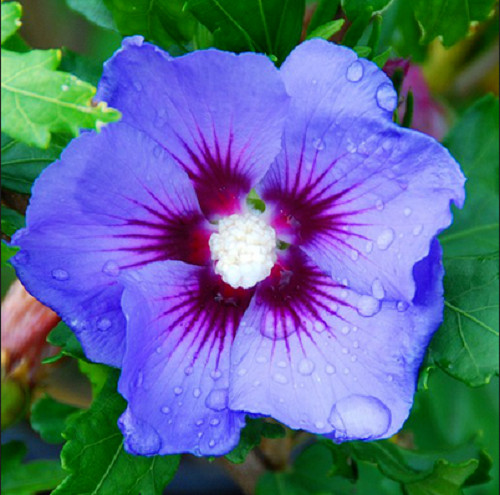 Hibiscus syriacus marina - syriacus, marina,