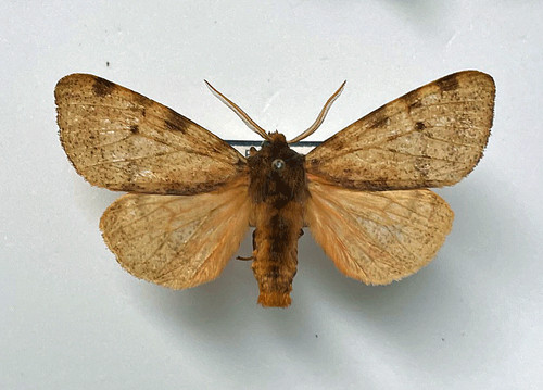 Arctiidae canarctia - arctiidae,