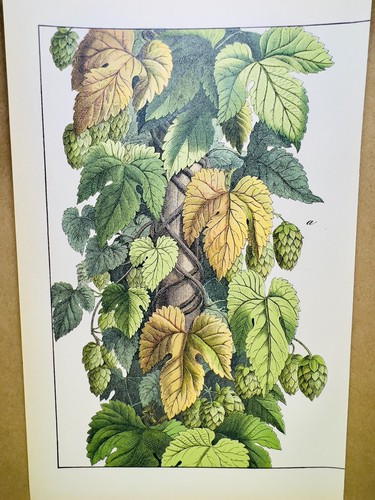 Affiche ancienne houblon - affiche,