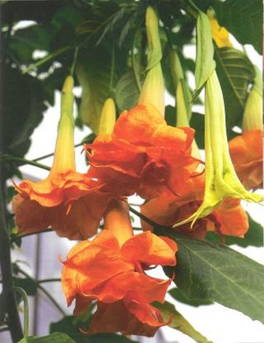 Brugmansia - brugmansia, )