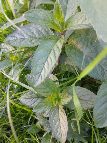 Boutures menthe chocolat - de,