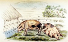 COUPLE DE COCHON: VERRAT et