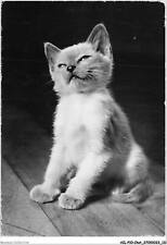AILP10-0999 - CHAT - Siamese Chat