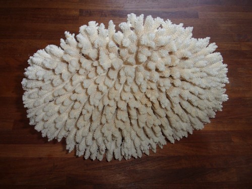 Corail blanc cm - corail,