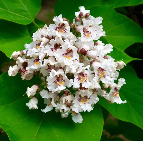 Catalpa speciosa 100cm - speciosa, |