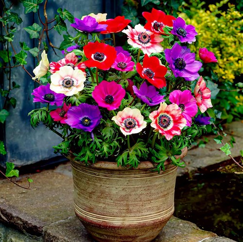 Bulbes anemones rustique - bulbes, de