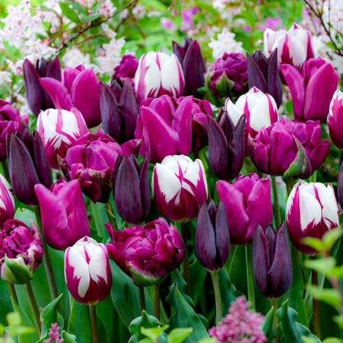 Tulipes bulbes rustique - tulipes,