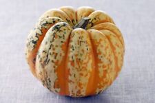 20 Graines Courge Patidou