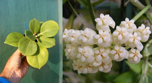 Hoya pachyclada