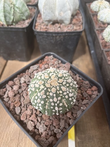 Cactus astrophytum asterias - cactus,