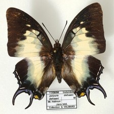 Polyura Dehaani ssp. Dehaani