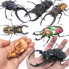 Bandai Gashapon Stag Beetle Action Figure Big Realistic Insect from Japan Seller