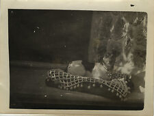 OLD PHOTO - VINTAGE SNAPSHOT - ANIMAL DOG CUSHION REST FUNNY - DOG FUNNY