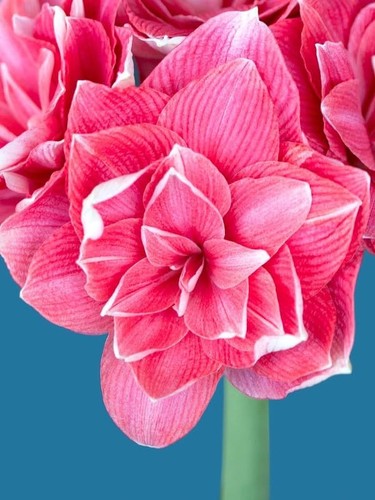 Imported amaryllis lily - imported,
