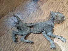 chat momifié taxidermie