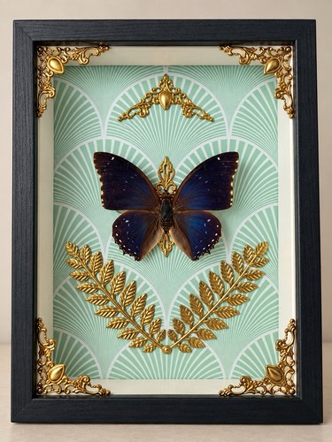 Papillon bleu naturalisé