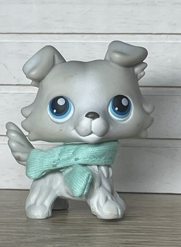 Petshop chien colley - 🌺petshop,