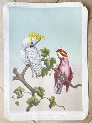 Ancienne chromolithographie