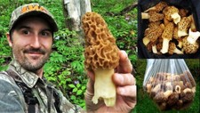 Morel Mushroom Spores in