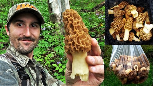 Morel mushroom spores - mushroom, in