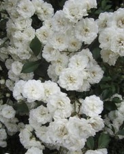 ♫ ROSIER Liane Ancien 'Blanc