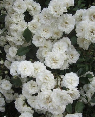 Rosier liane ancien - ancien, 'blanc