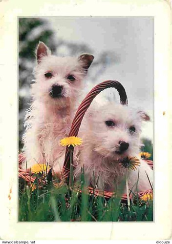 Carte postale animaux - animaux,