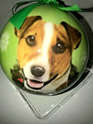 Adorable jack russell dog - adorable,