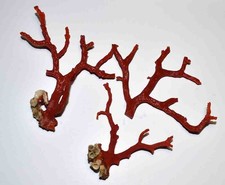  MEDITERRANEAN RED CORAL - 3 BRANCHES - 68/88/92mm - 24gr