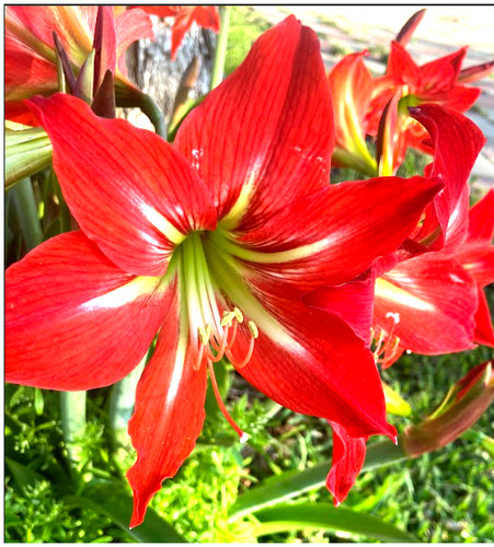 Amaryllis seeds 2026 - +seeds,,