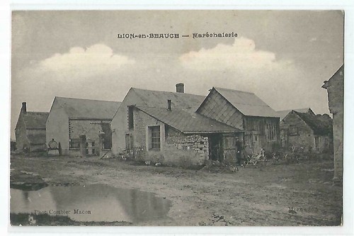 Lion beauce - 45,