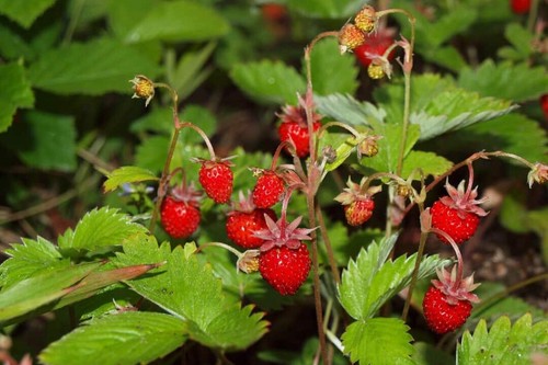 100 graines fraise des - 100,