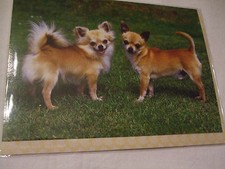 CARTE + ENVELOPPE - chien  CHIHUAHUA POIL LONG