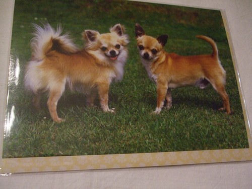 Carte enveloppe chien - -,