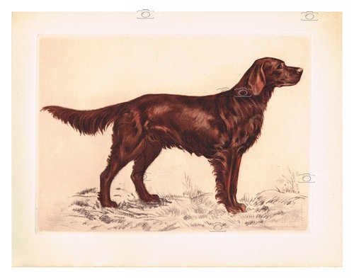 Chien setter irlandais - chien,