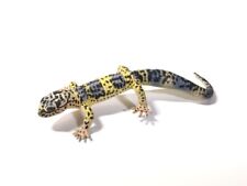 Japan Exclusive YUJIN Leopard Gecko Lizard Figure