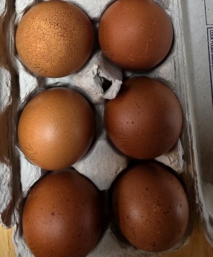 Black cooper maran hatching - black,
