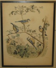Antique 1857 EDOUARD TRAVIES 'La Mesange Bleu' Bluetit Chickadee Bird LITHOGRAPH