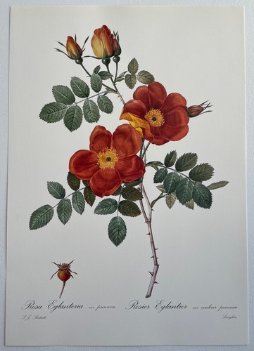 Botanique rosier églantier - botanique,