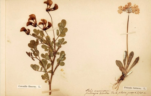 Herbier flora alpina - flora, vers