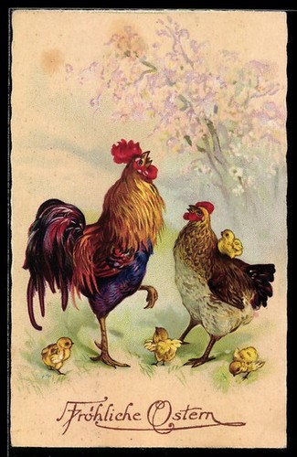 Coq poule avec - coq,